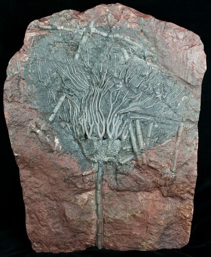 / Inch Moroccan Crinoid #4022